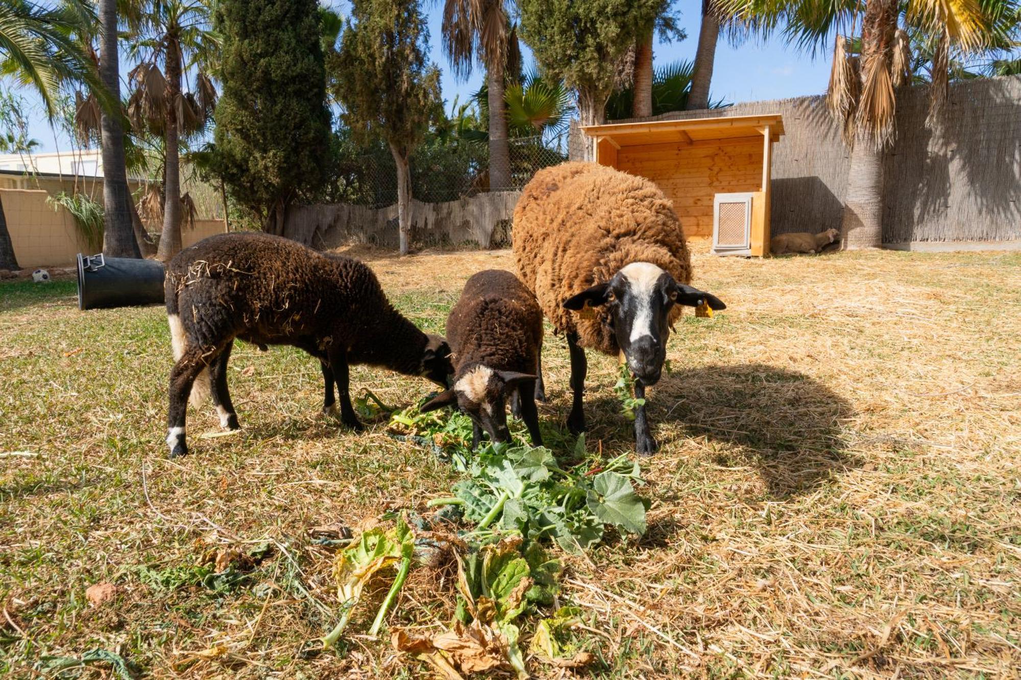 Finca Amapola - Agrotourismus Campos  Εξωτερικό φωτογραφία